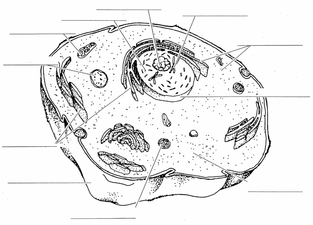 Blank Plant and Animal Cell Diagrams