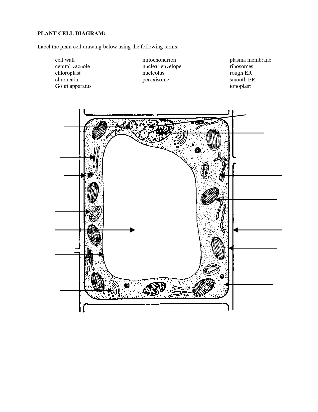 Blank Plant Cell Diagram Worksheet