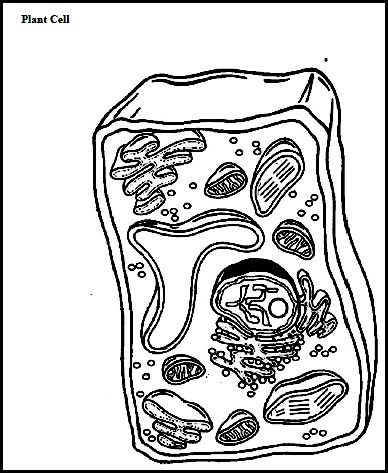 Blank Plant Cell Diagram