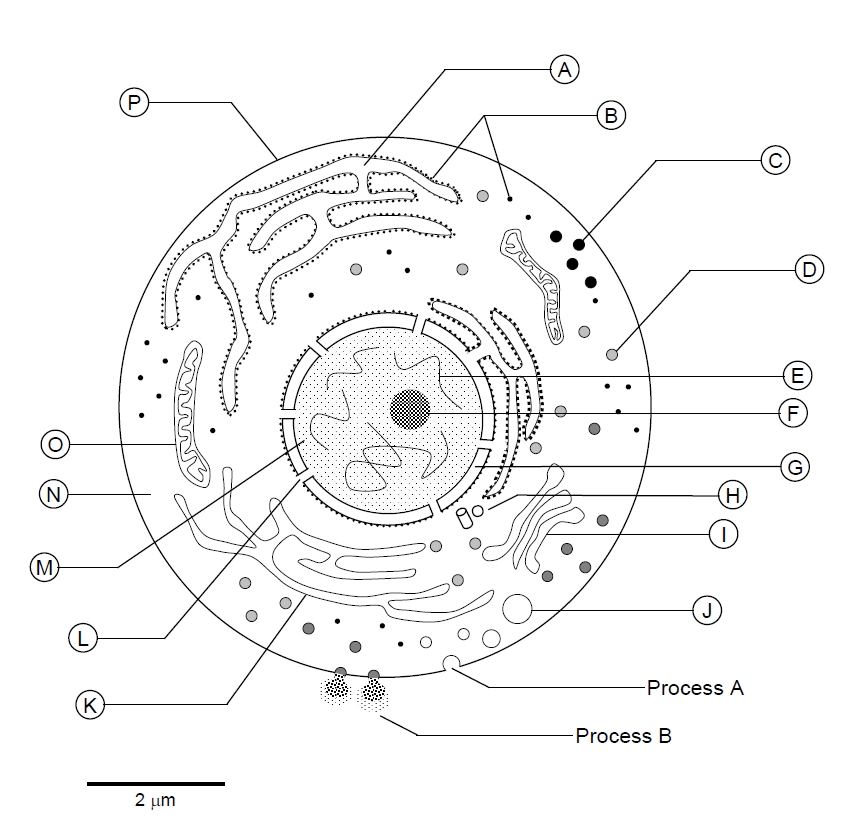 Cell Diagram Worksheet