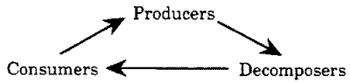 Examples of Producers Consumers and Decomposers