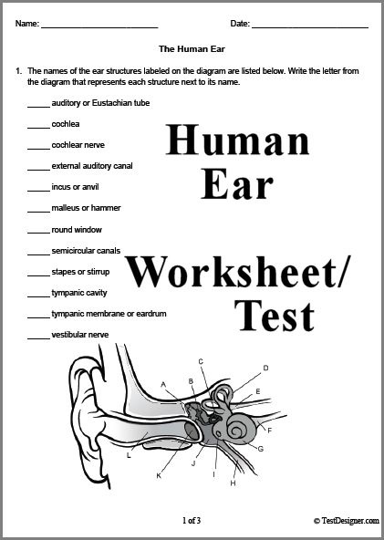 Human Ear Worksheet Answers