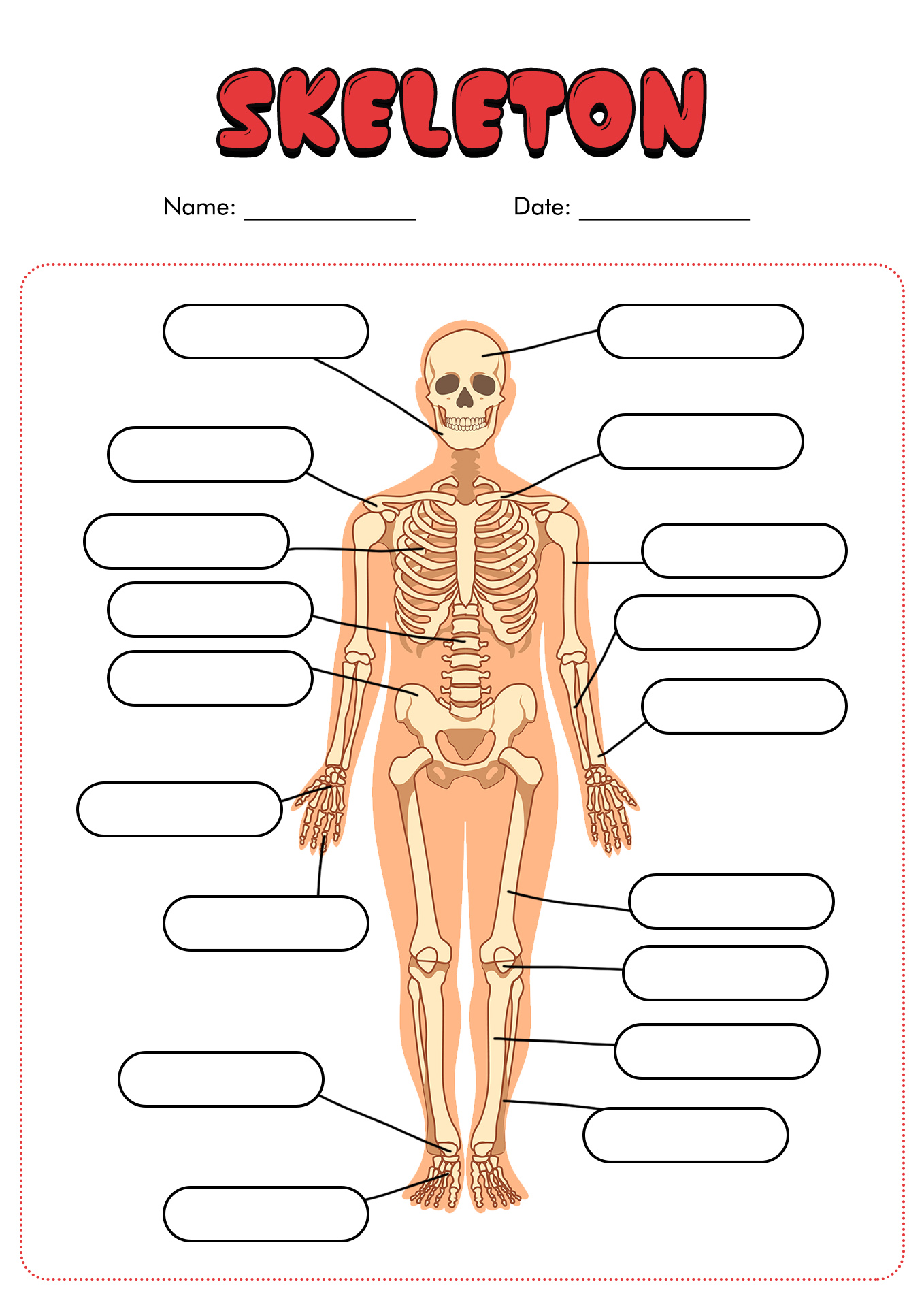 12 Blank Anatomy Worksheets Worksheeto