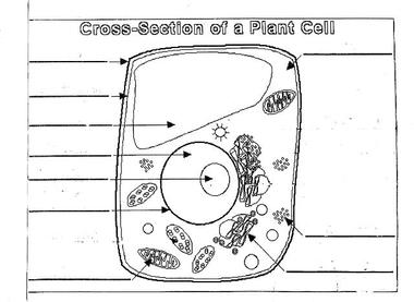 Plant and Animal Cell Diagram Worksheet