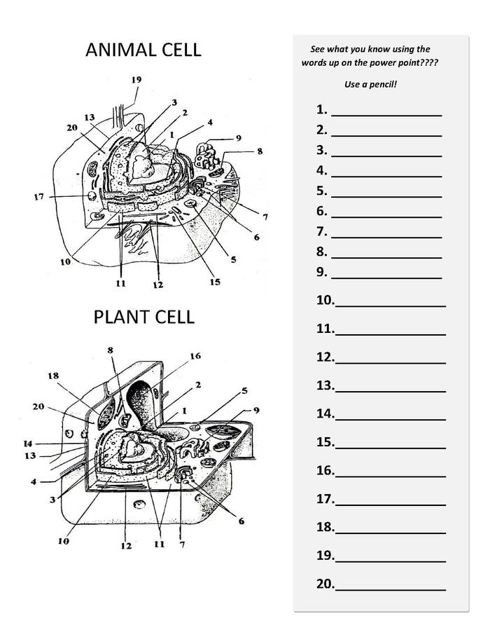 Plant and Animal Cell Diagram Worksheet