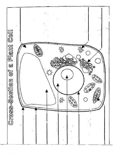 Plant Cell Diagram Worksheet