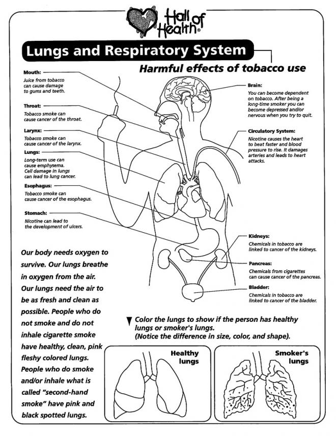 Respiratory System Worksheets Free