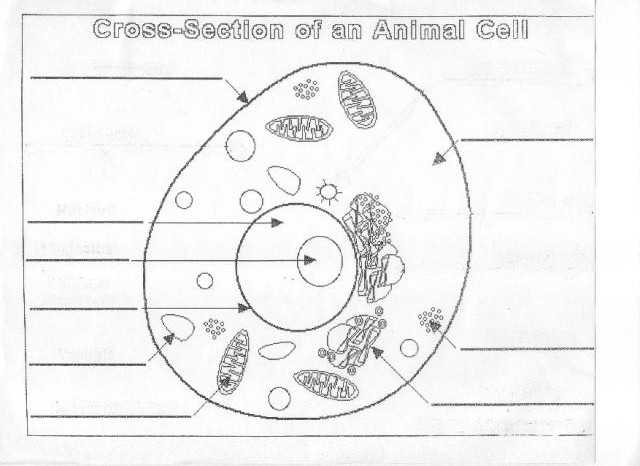 Unlabeled Animal Cell Diagram Worksheet