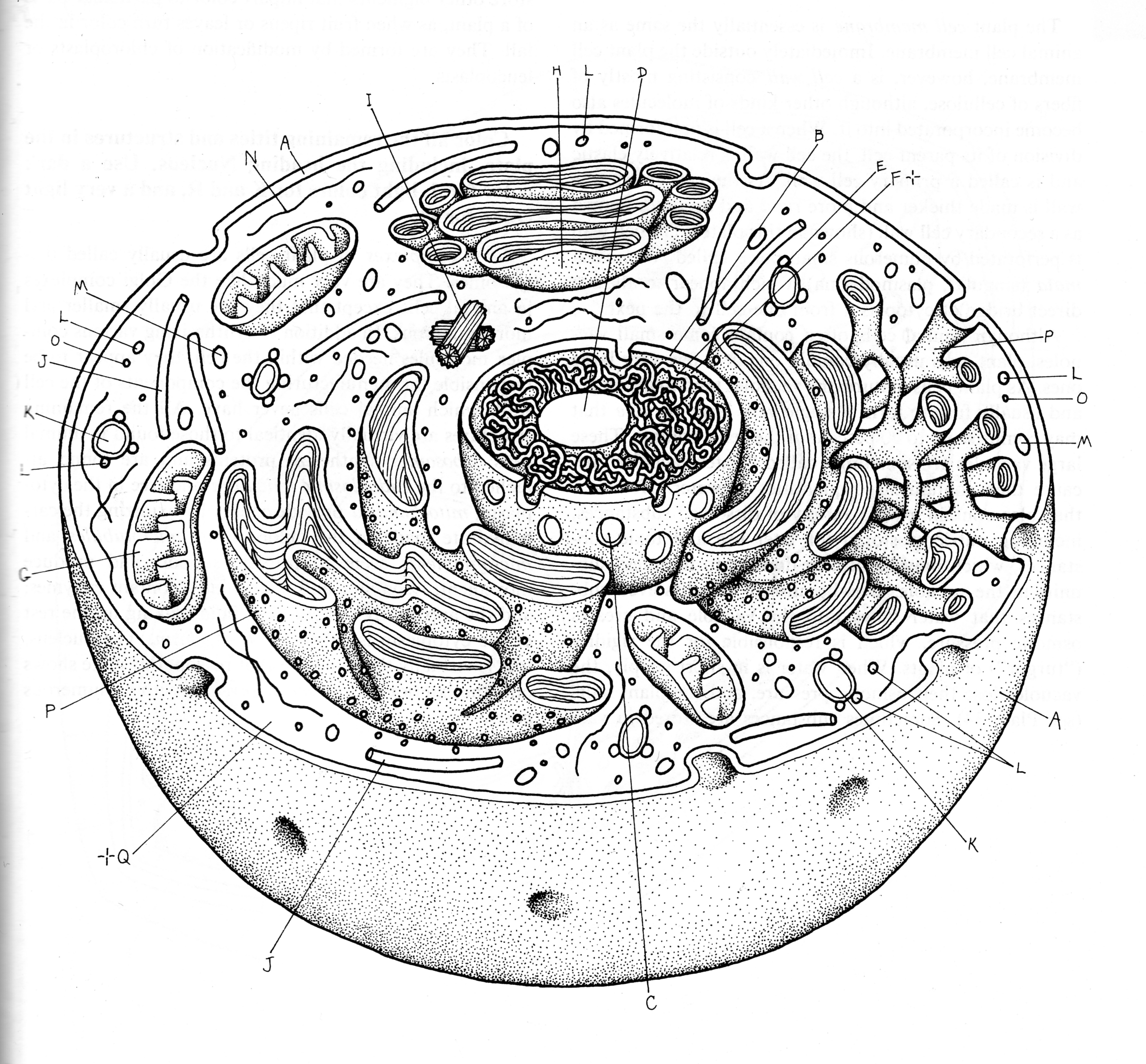 Unlabeled Animal Cell Diagram Worksheet