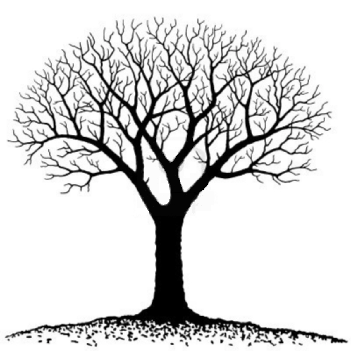 Bare Tree Silhouette