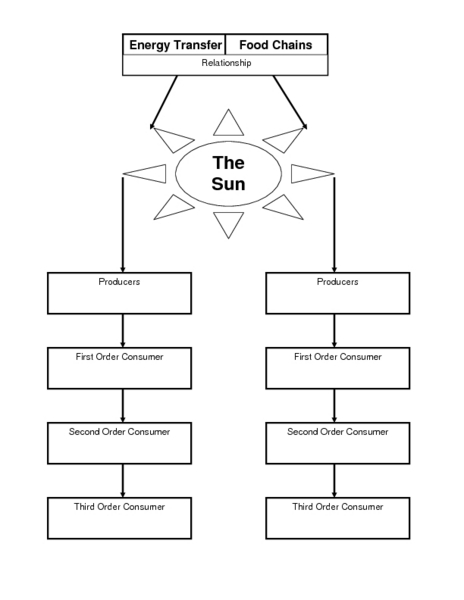 Food Chain Worksheets 4th Grade