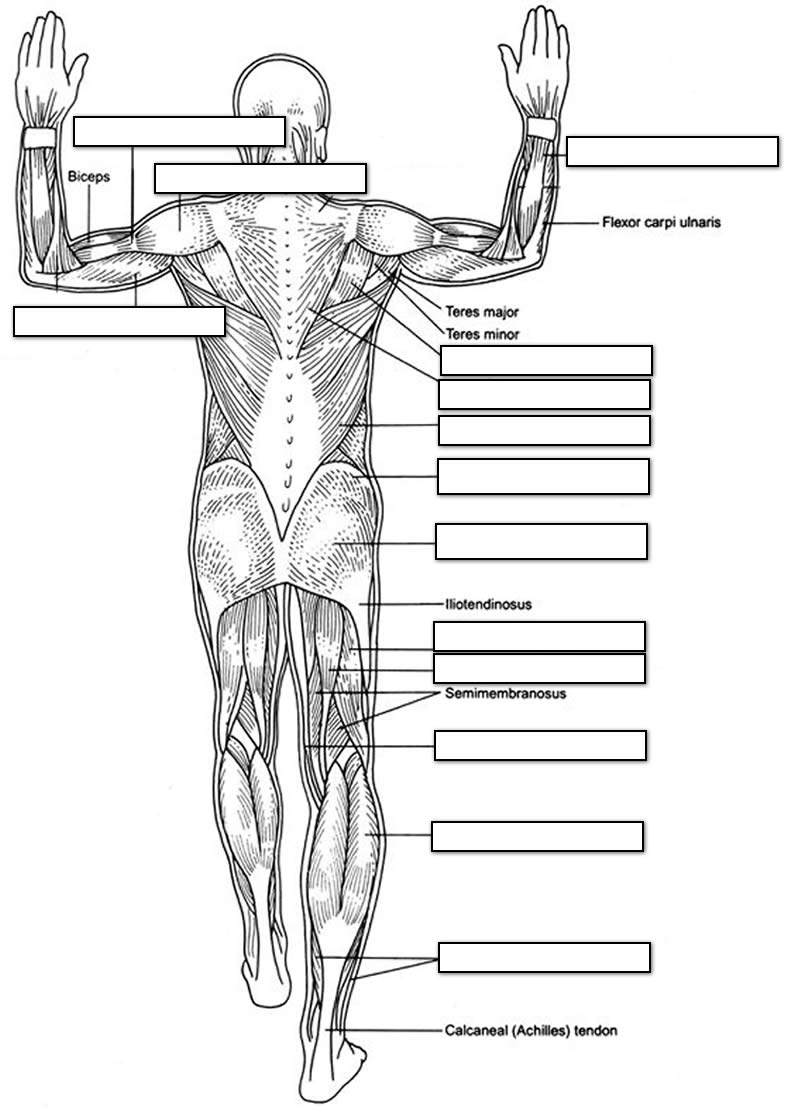 18 Human Muscle Worksheets Worksheeto