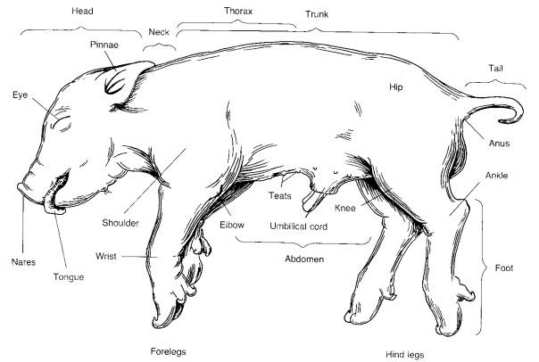 Fetal Pig External Anatomy Diagram