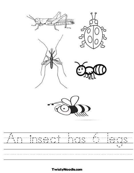 Legs Insect Worksheets