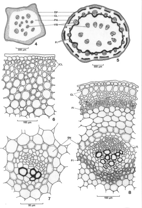 Stem Cross Section Diagram