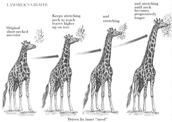 Theory of Evolution Giraffe