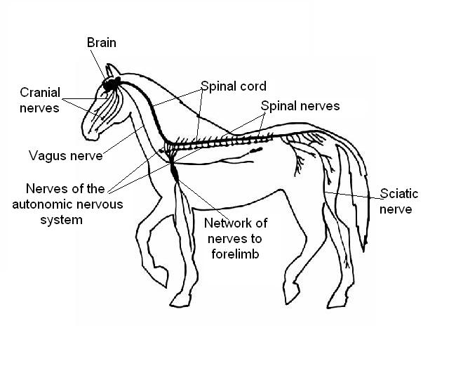 Animal Nervous System Diagram