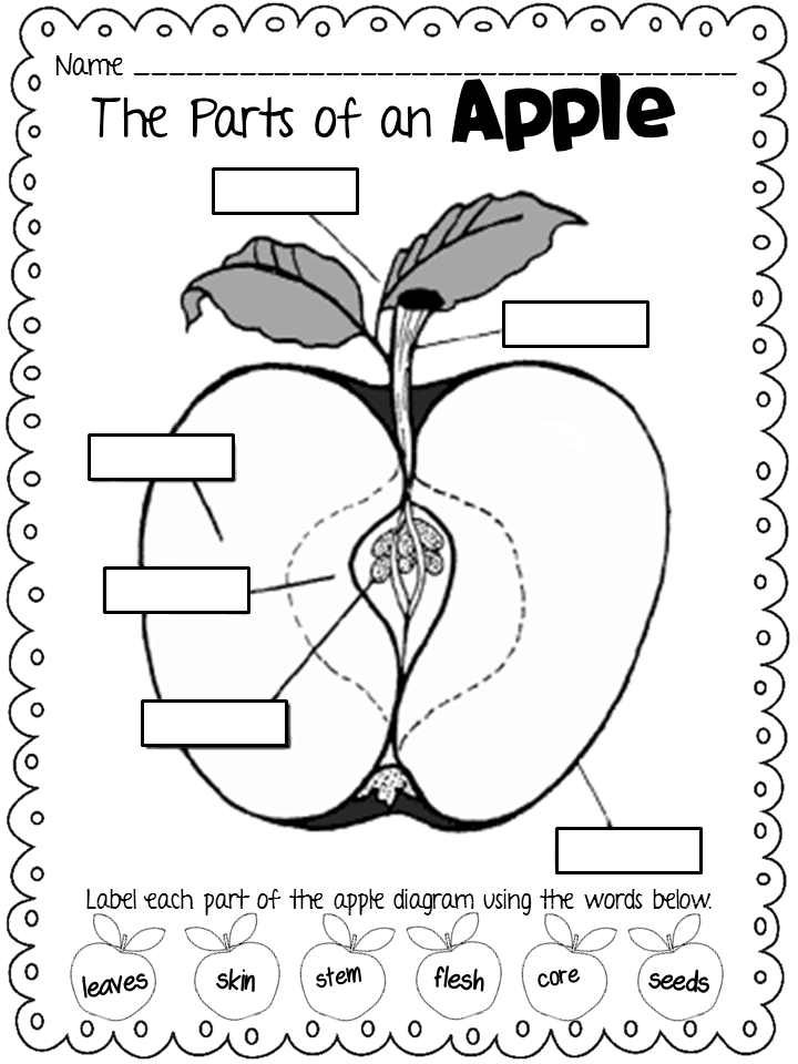 Apple Diagram Printable