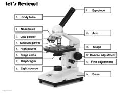 Compound Light Microscope Parts Worksheet