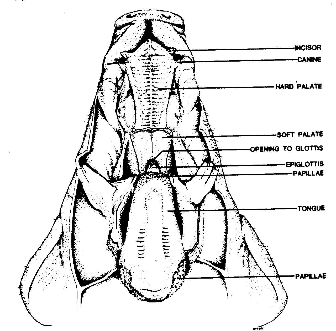 Fetal Pig Labeled Diagram