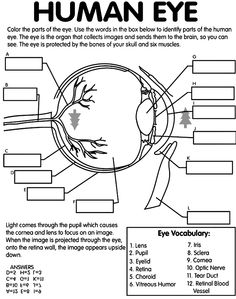 Human Eye Anatomy Diagram Worksheet