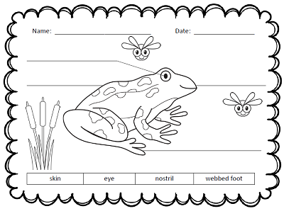 Label Frog Life Cycle Worksheet