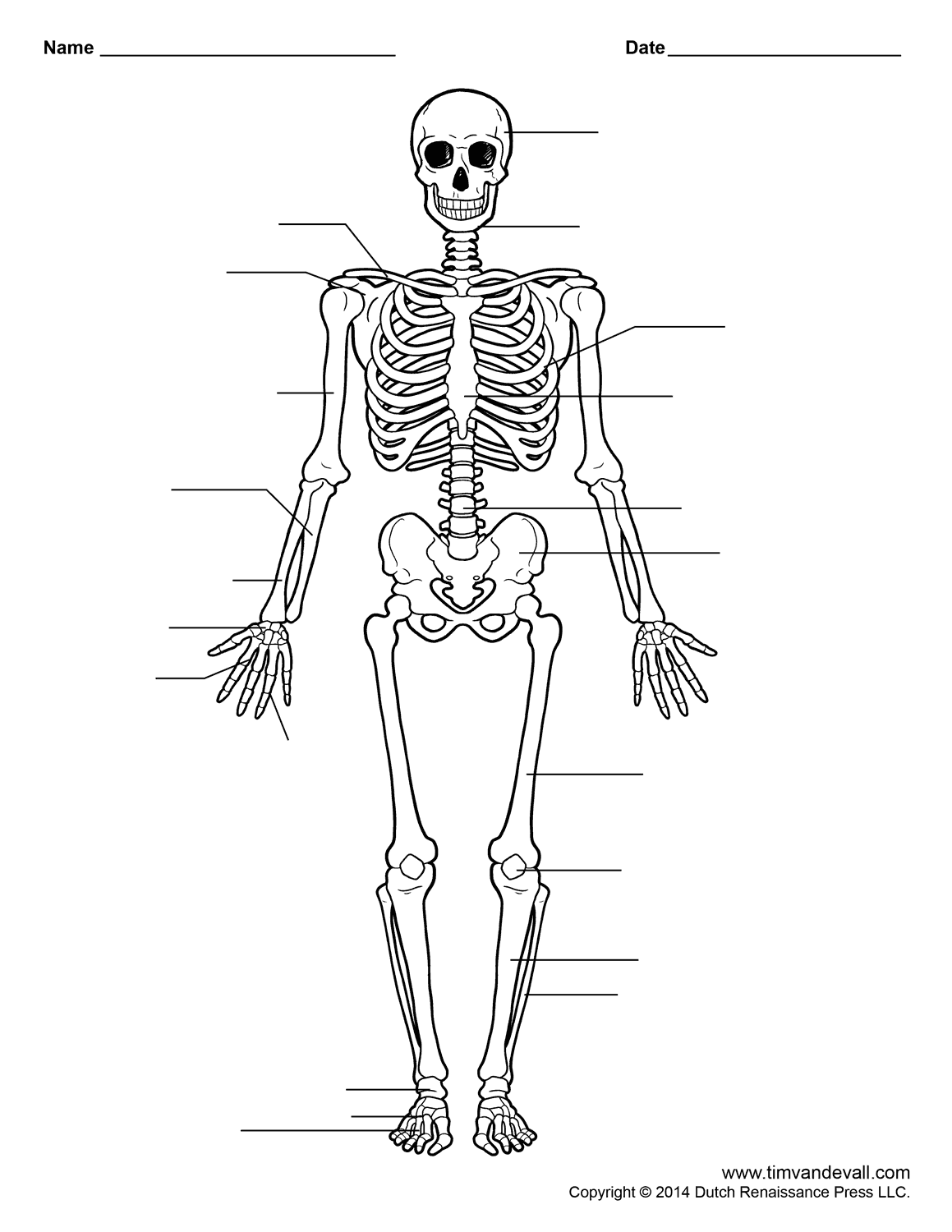 Printable Human Skeleton Diagram