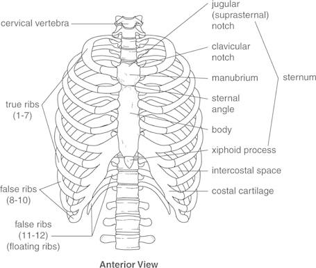 Human Anatomy Rib Cage