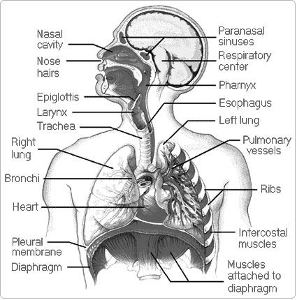 Respiratory System Anatomy