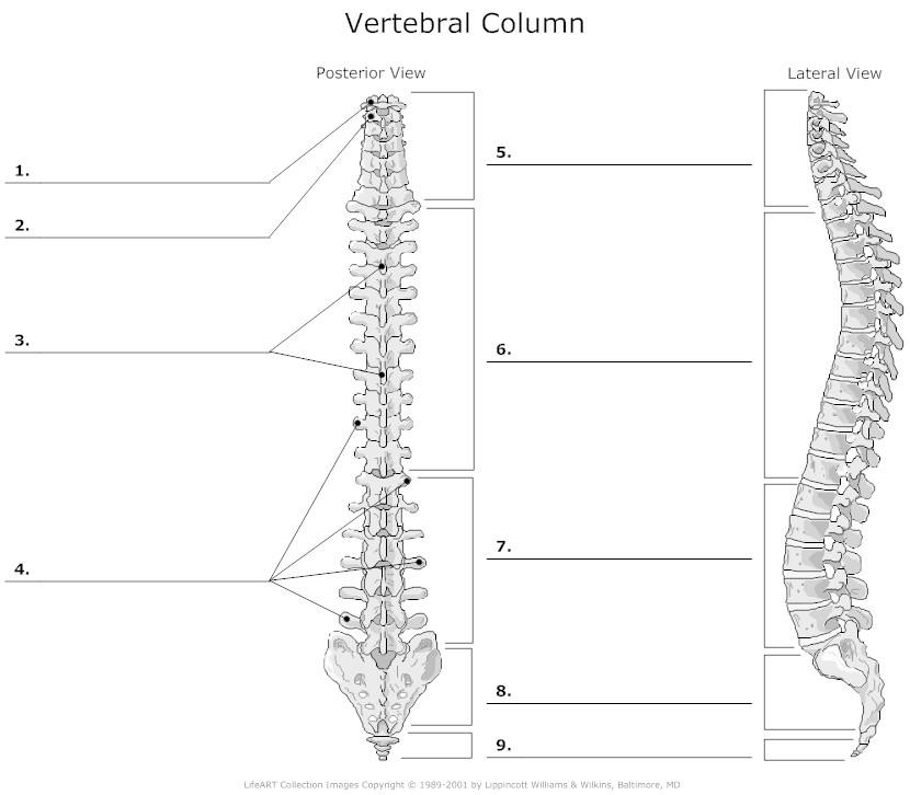 Unlabeled Vertebral Column Diagram