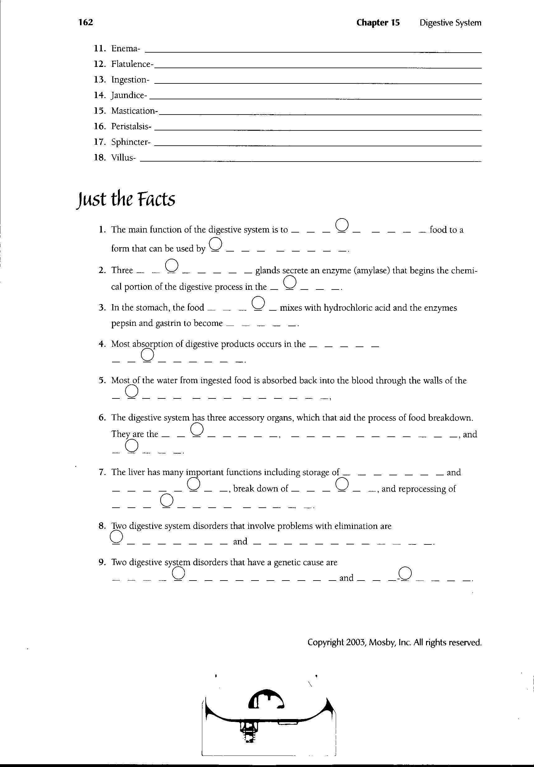 Digestive System Worksheet