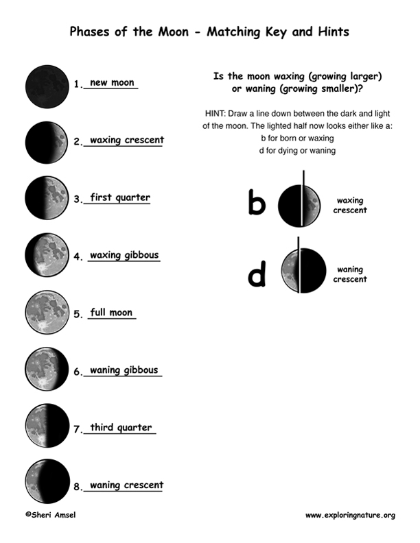 Moon Phases Worksheet