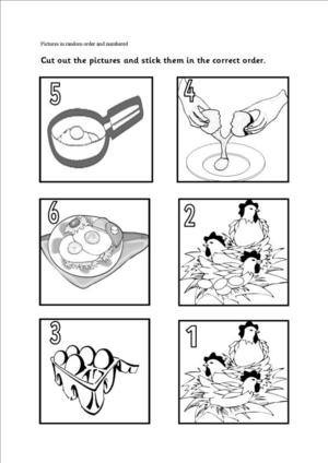 Chicken Egg Life Cycle Worksheet