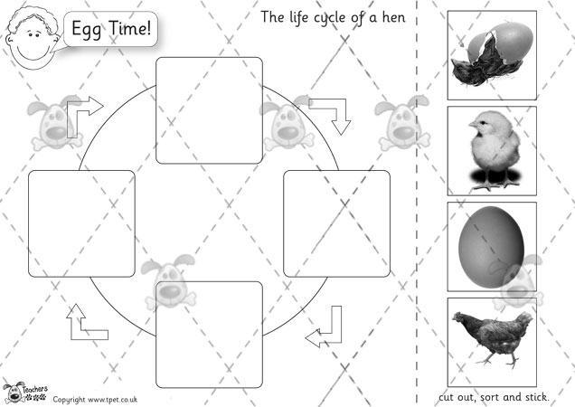 Chicken Life Cycle Activity