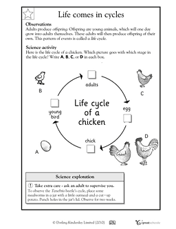 Chicken Life Cycle Worksheet Kindergarten