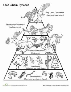 Food Chain Pyramid Worksheets