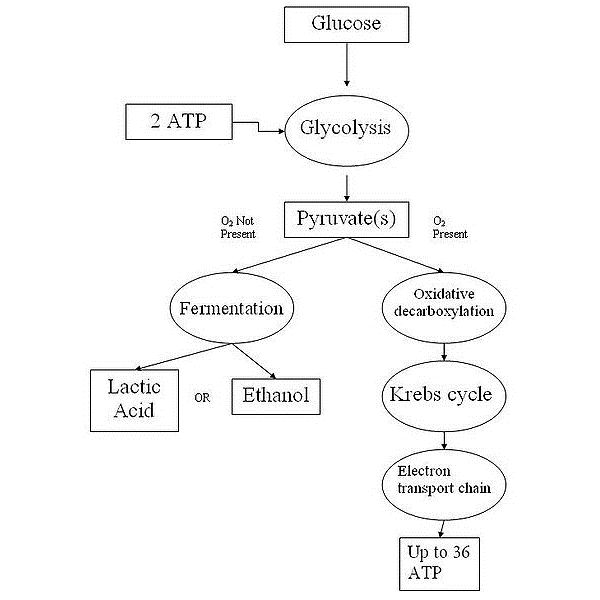 Photosynthesis and Cellular Respiration