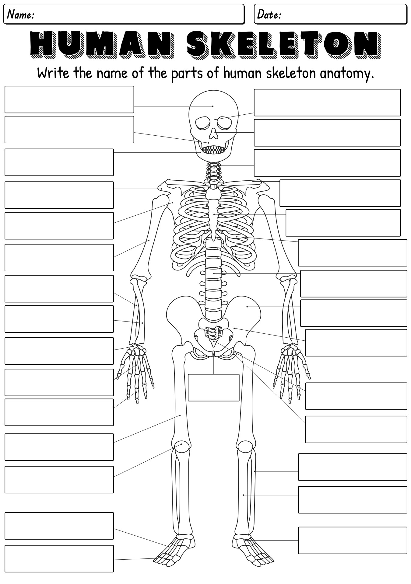 13 Skeleton Bones Labeled Worksheets Worksheeto