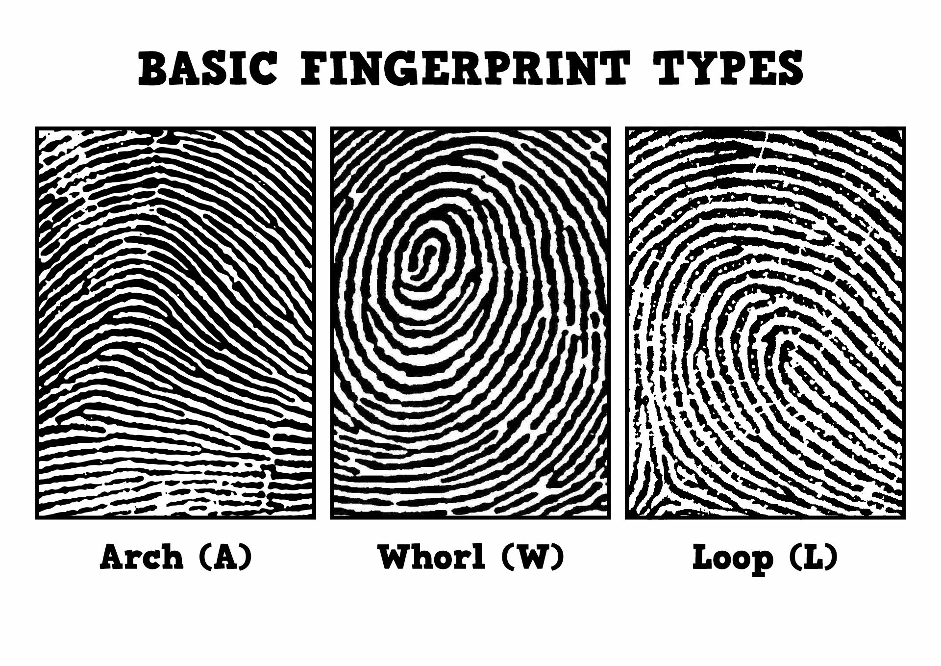 Printable Fingerprint Activity Worksheet