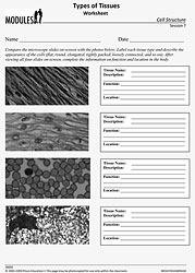 Human Tissue Types Worksheet