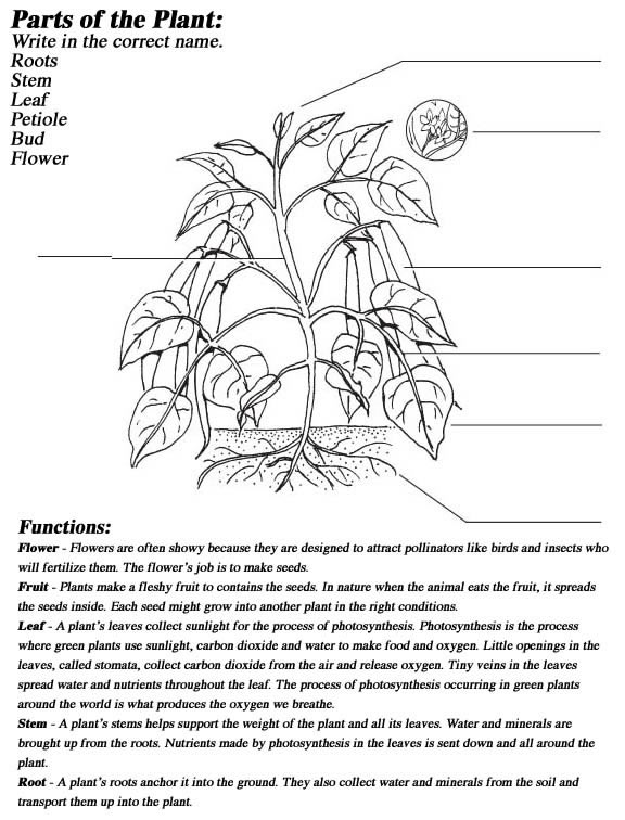 Parts Plant Diagram Worksheet