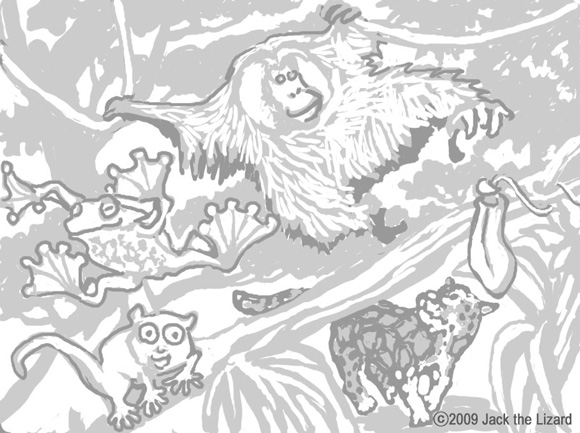 Tropical Rainforest Animals Coloring Pages