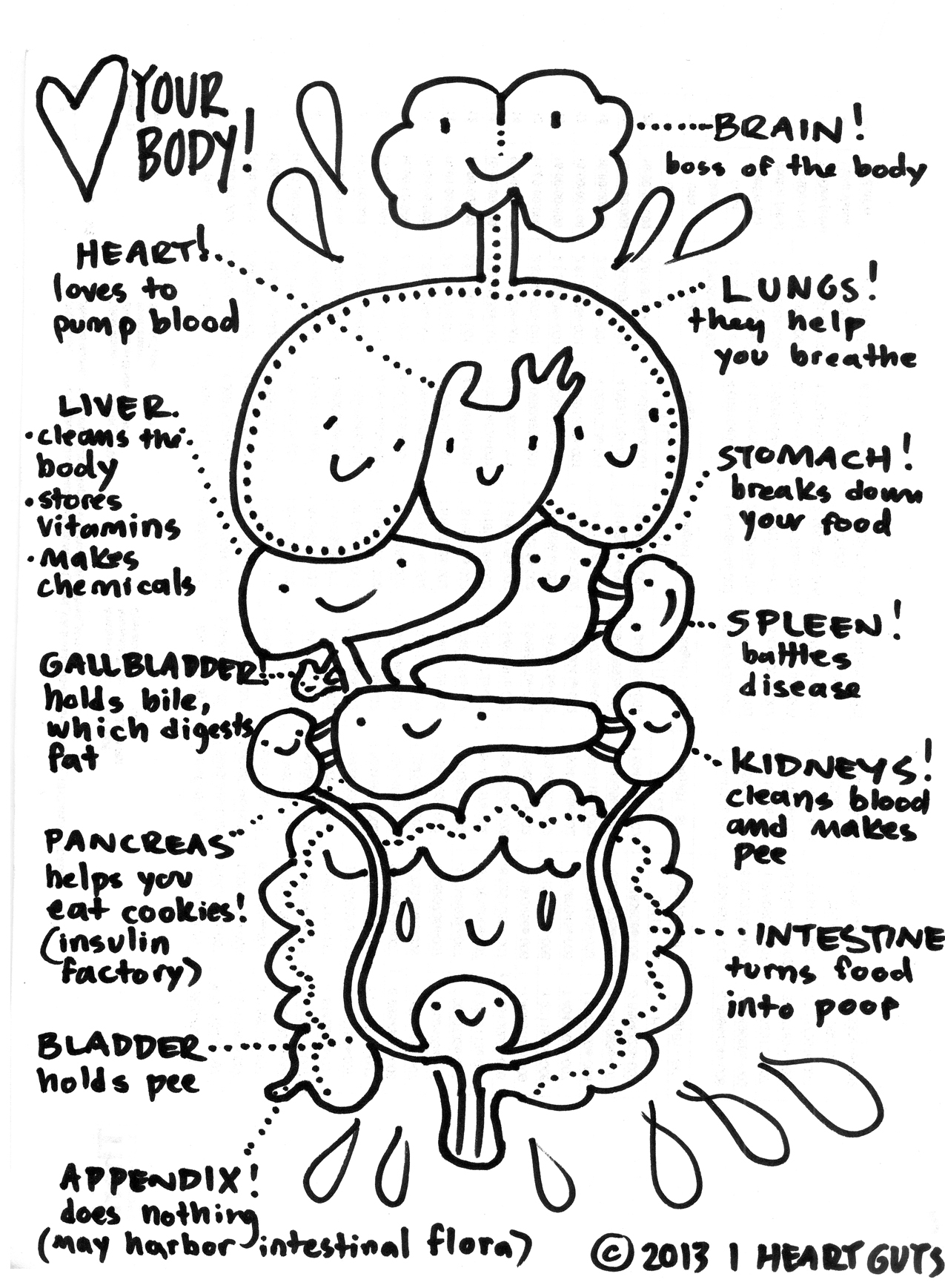 15 Cell Anatomy And Physiology Worksheets Worksheeto