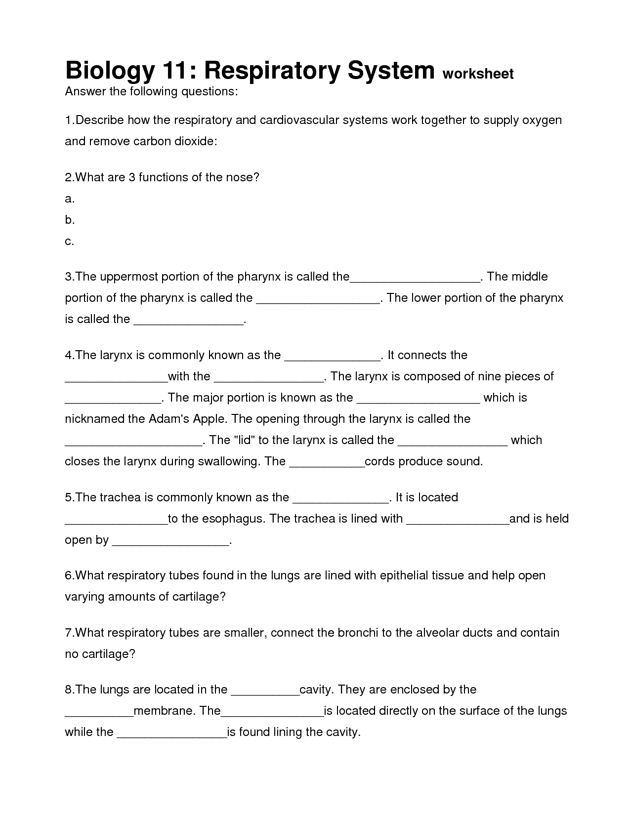 Respiratory System Worksheet Answers