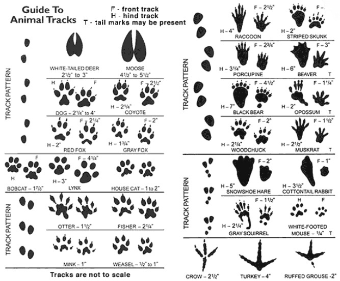 15 Best Images of Animal Tracks Matching Worksheet - Animal Tracks ...