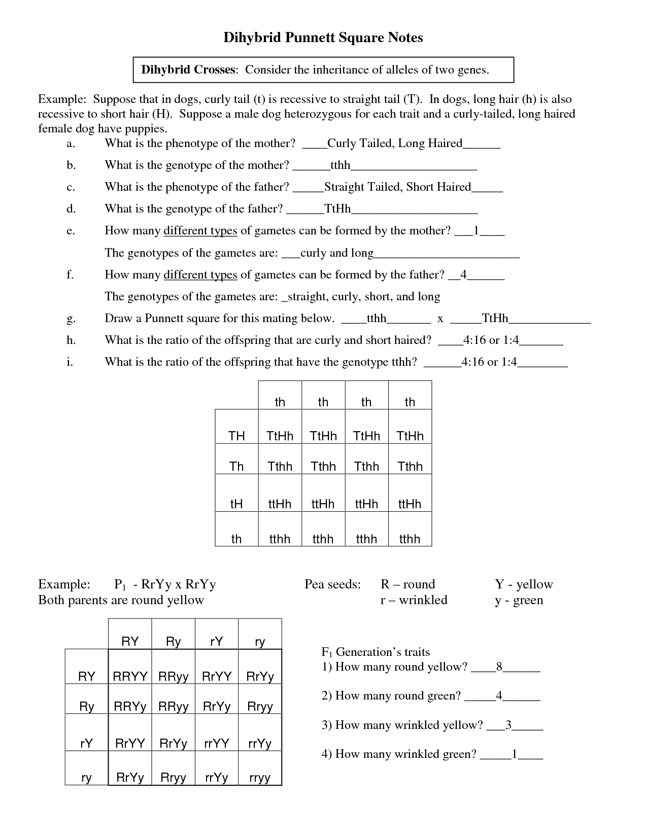 Dihybrid Punnett Square Practice Worksheets