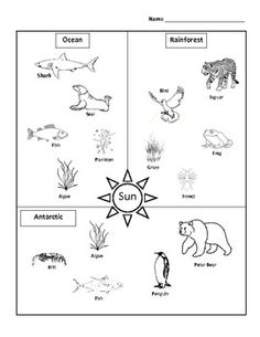 Simple Arctic Food Chain