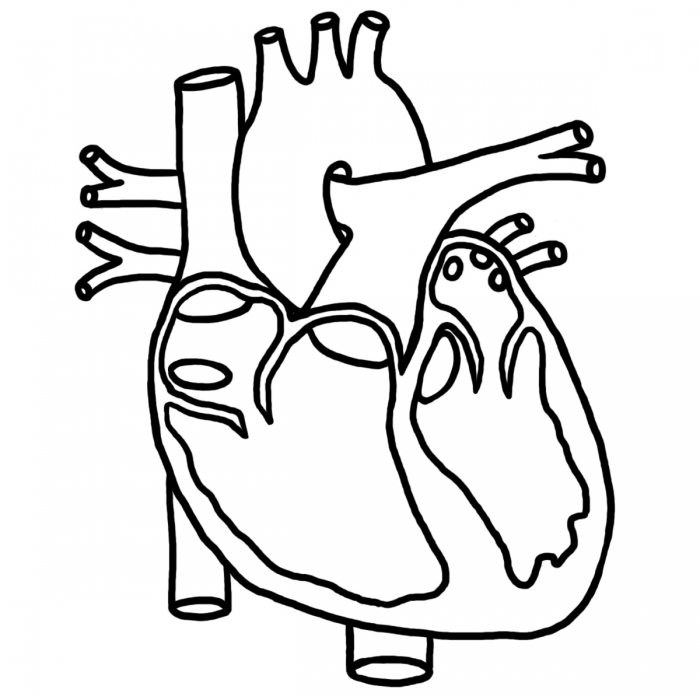 Human Heart Clip Art Coloring Page