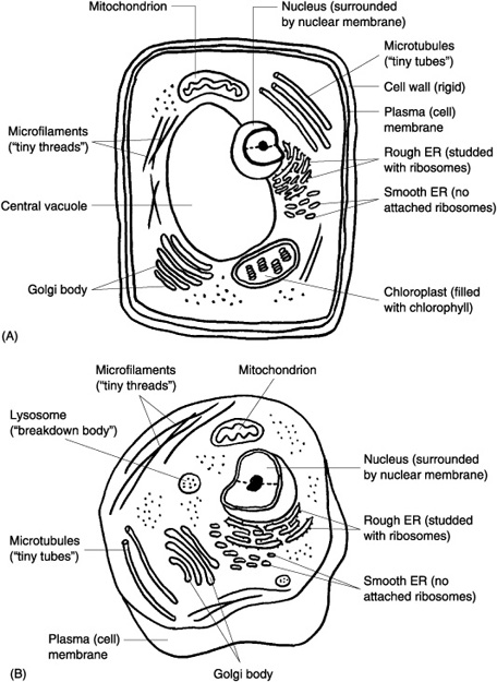 Plant and Animal Cell Coloring