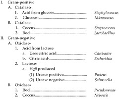 Bacteria Dichotomous Key Answers